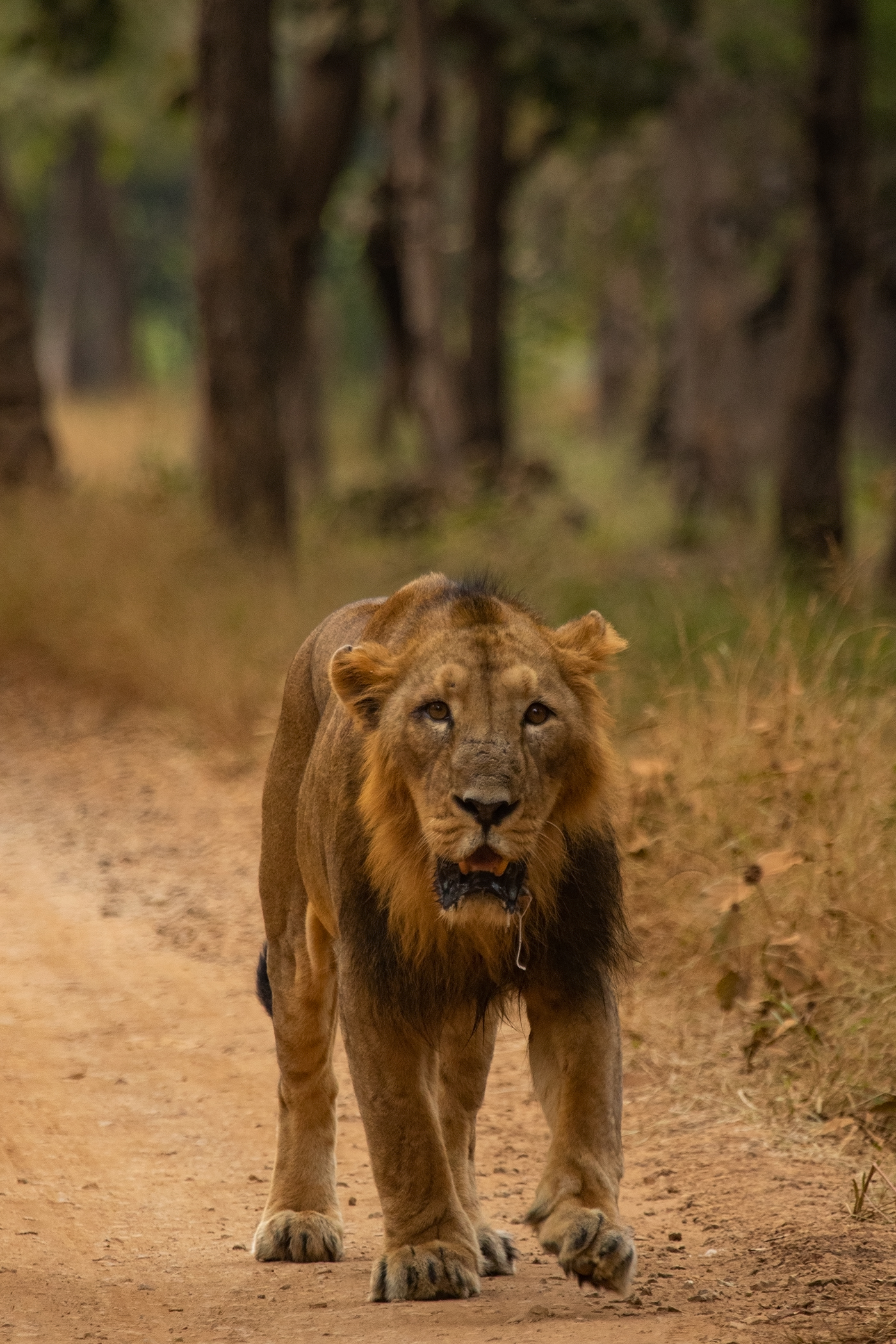 Sasan Gir