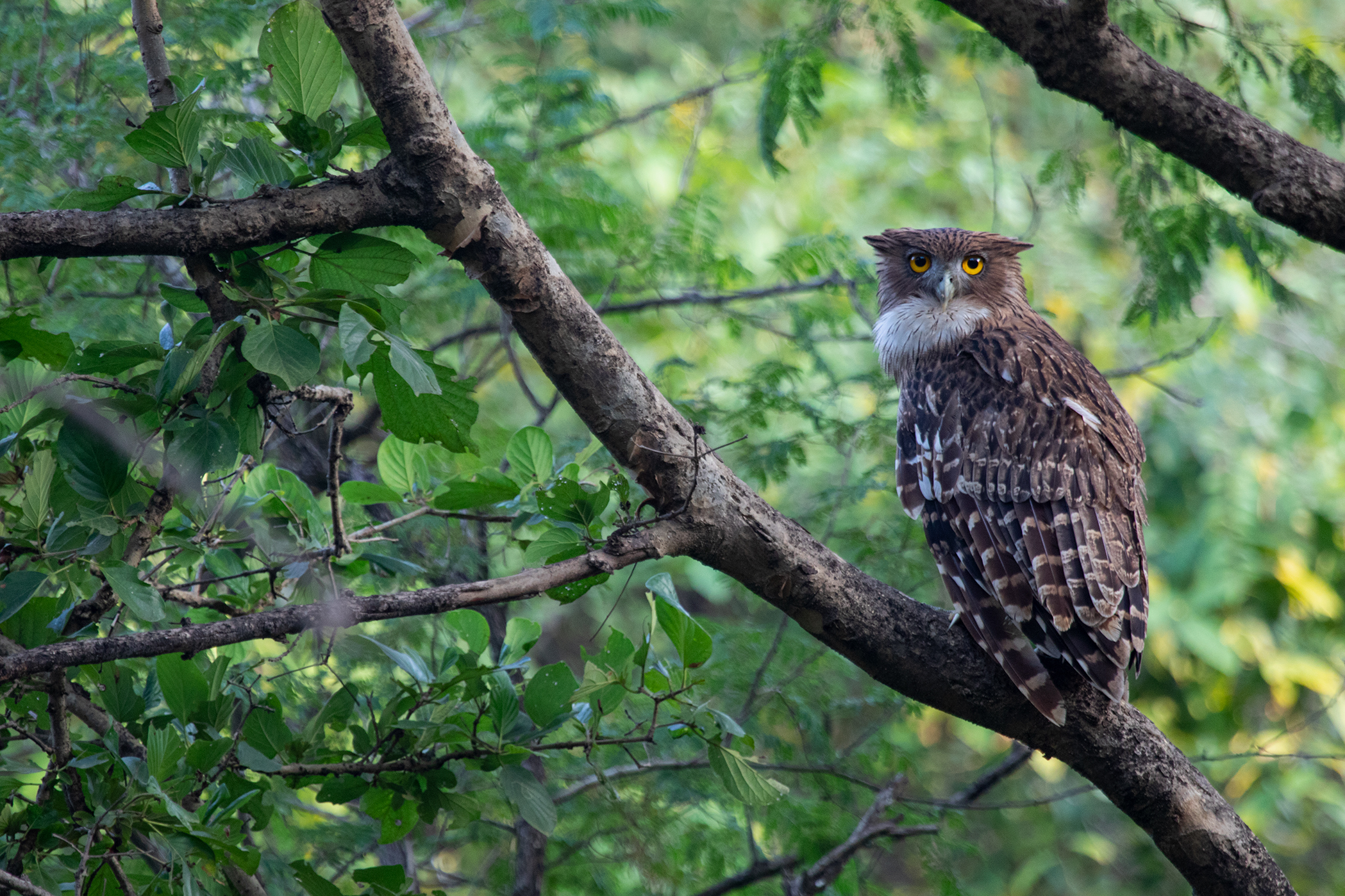 Brown Fish Owl