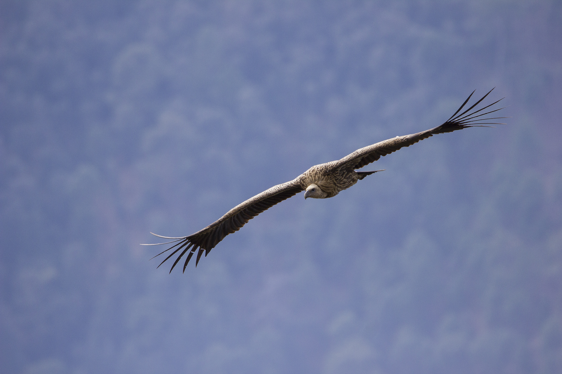 Griffon Vulture