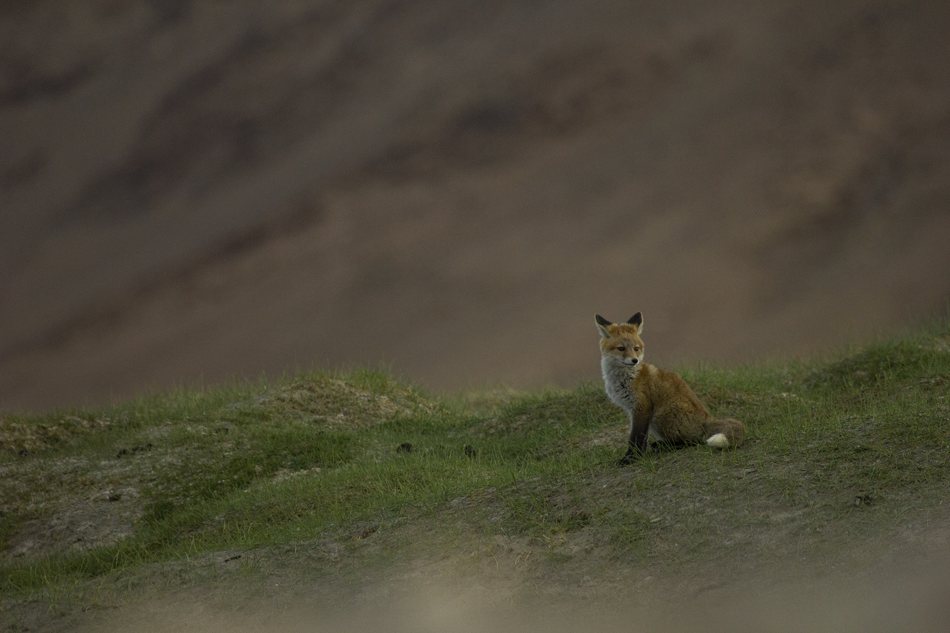 Red fox, Ladakh