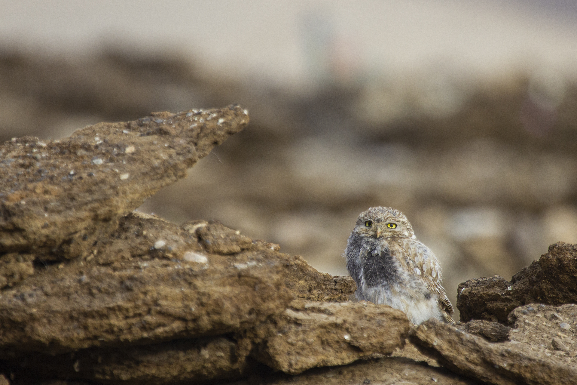 Little Owl, Ladakh