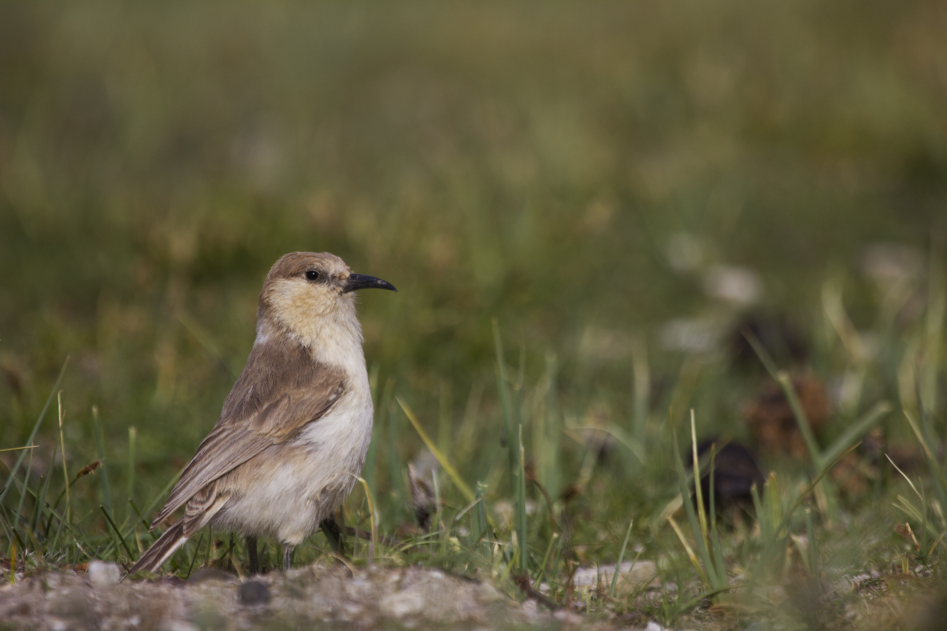 Hume's ground-tit, Ladakh