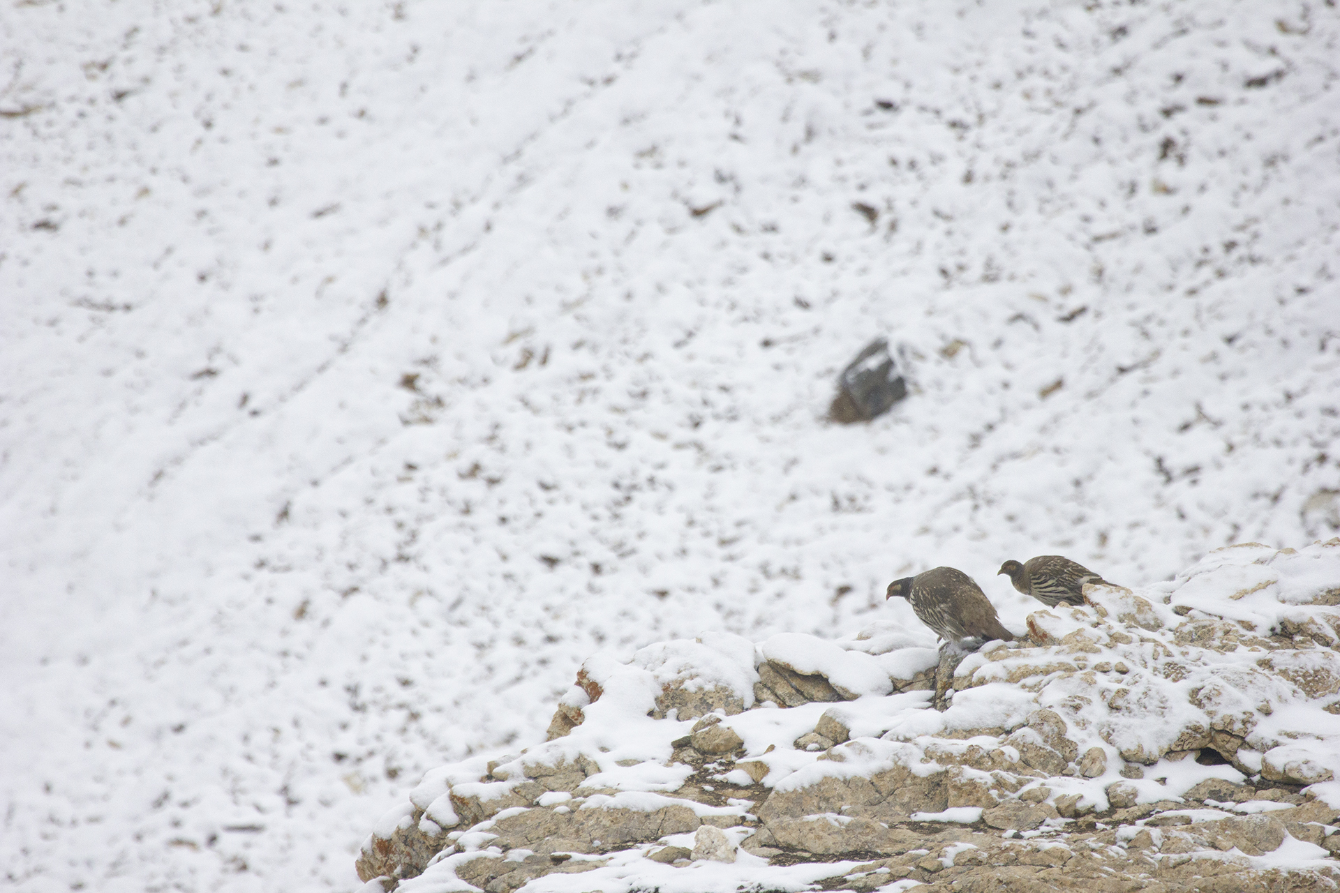 Snow Cock, Ladakh