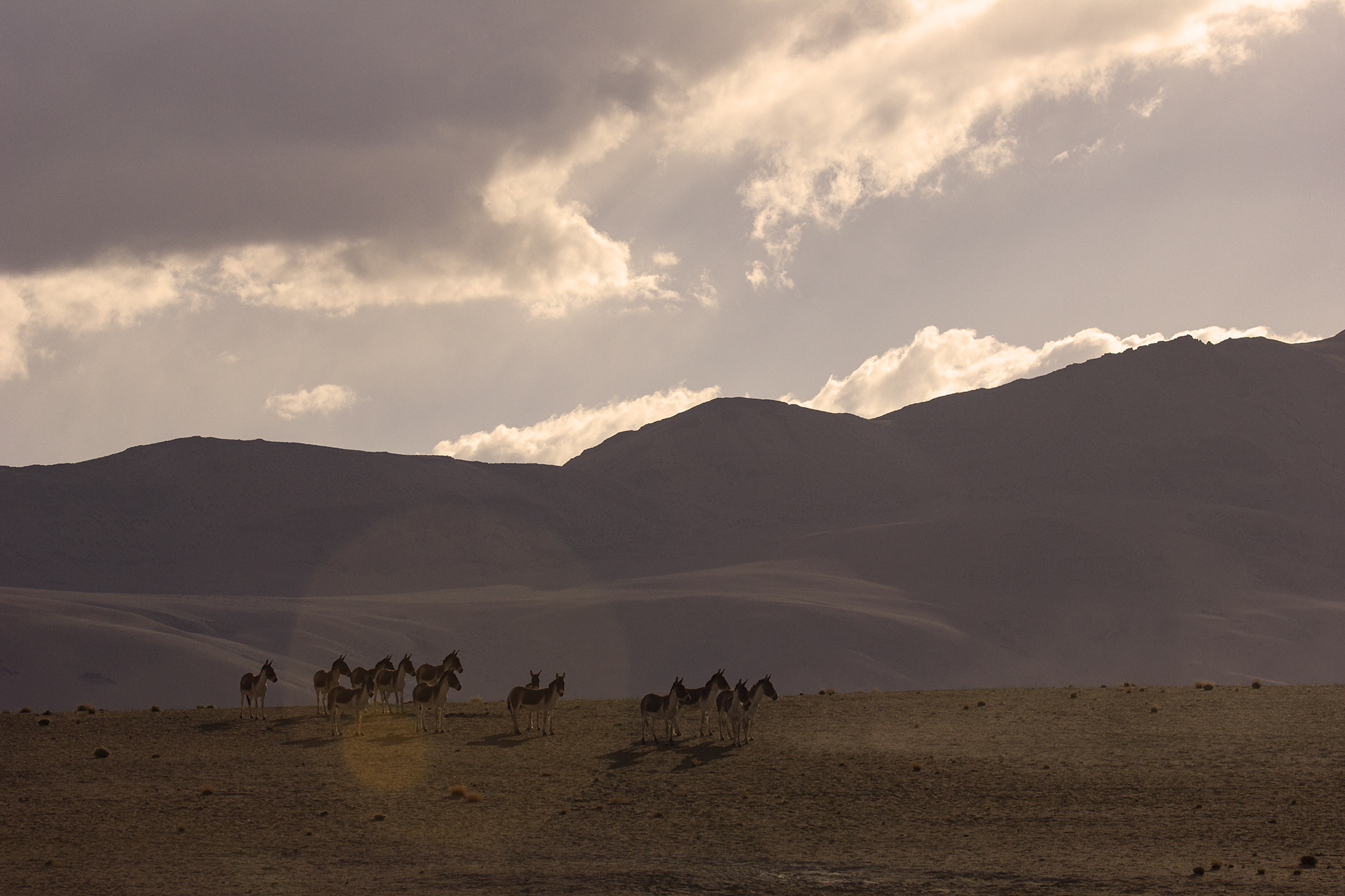 Tibetan Wild Ass, Ladakh