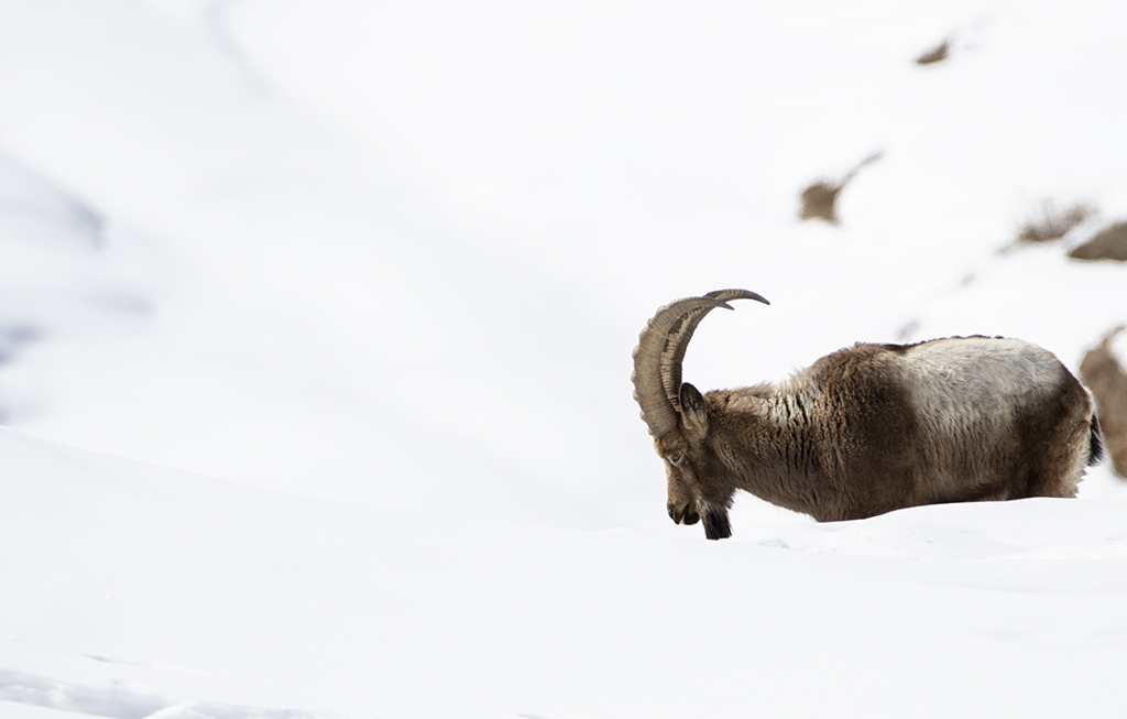 Himalayan Ibex