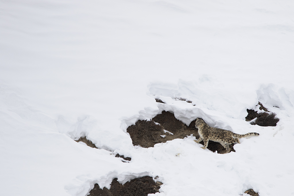 Snow Leopard, Spiti Valley